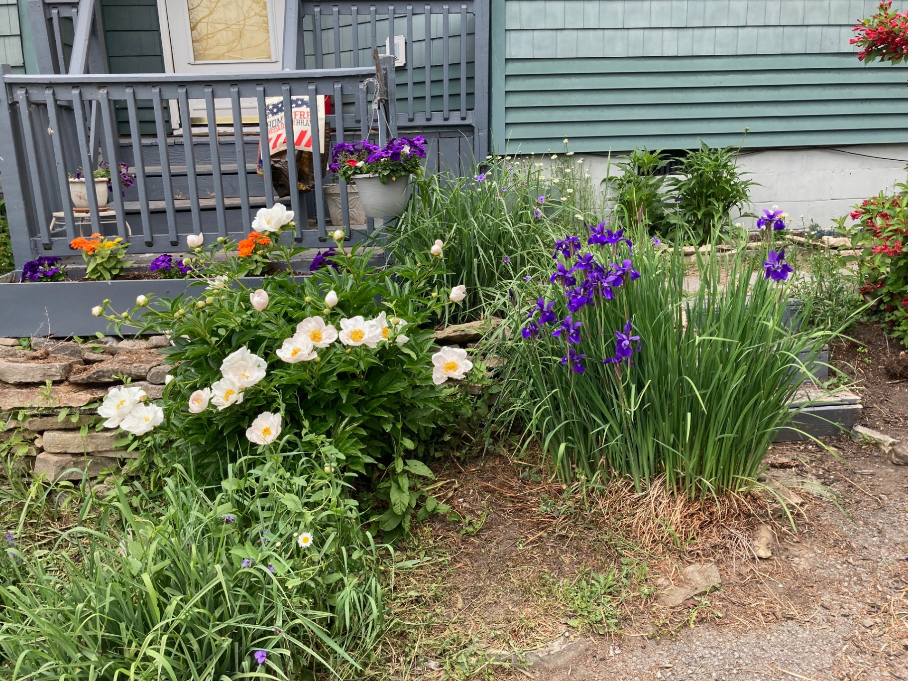 Colorful peony and iris garden beds beside the front porch